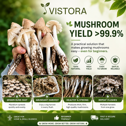 Organic Mushroom Harvest Grow Kit Seeds – Buy 1 Get 1 Free